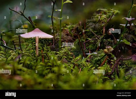 Mycena Rosella Commonly Known As The Pink Bonnet Is A Species Of