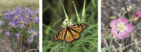 Update On Pollinator Habitat Enhancement Project • Friends Of Bosque