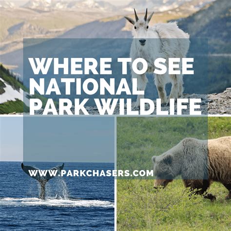 Where to See National Park Wildlife - Park Chasers