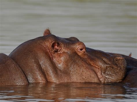 Lake Tana Hippos And Birds Ethiopia Divingmoredivingmore