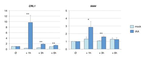 Crl1 Expression Is Induced By Auxin Within 1 Hour Time Course Of