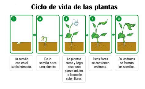 EXPLORADORES DE APRENDIZAJE EL CICLO DE VIDA LAS PLANTAS Mapa