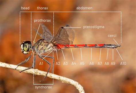 Dragonfly And Damselfly Anatomy Queensland Museum