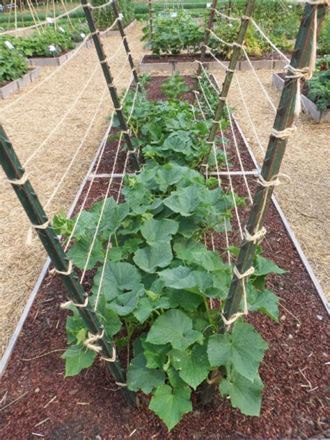 15 Easy DIY Cucumber Trellis Ideas A Piece Of Rainbow