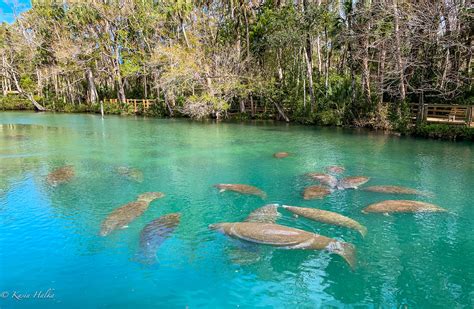 Manatees 3212 Homosassa Springs Wildlife State Park Homosa Flickr