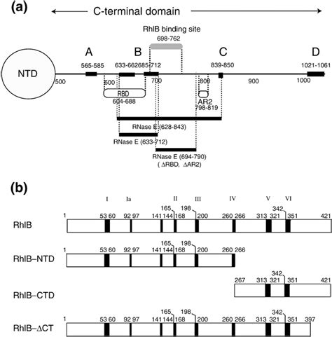 Figure From Recognition And Cooperation Between The Atp Dependent Rna