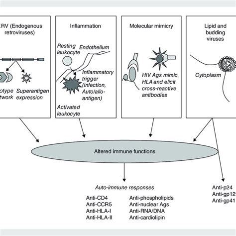 Schematic Representation Of Possible Mechanisms Leading To Autoimmune