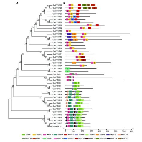 Phylogenetic Tree And Motif Compositions Of Myb Related Proteins In