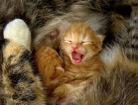 Kittens Yawning (20 pics)