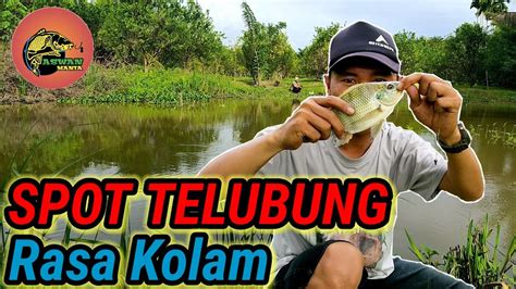 Spot Telubung Rasa Kolam Youtube