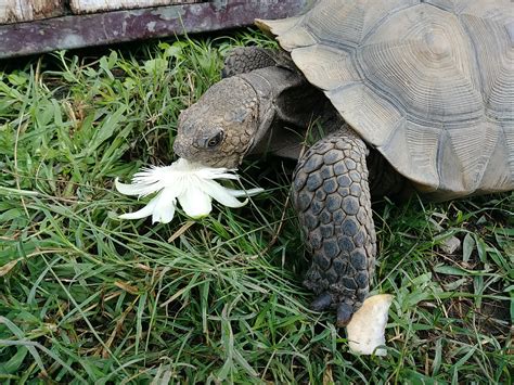 Oakland Zoo | Desert Tortoise