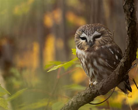 Petite Nyctale Northern Saw Whet Owl Karim Bouzidi Idrissi Flickr