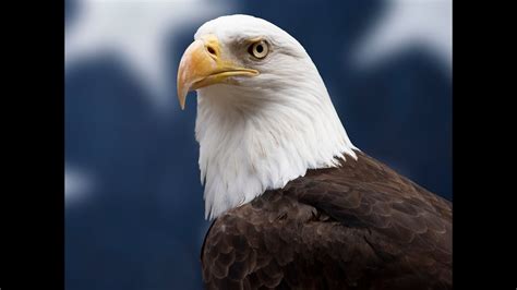 The American Bald Eagle National Geographic Documentary Youtube