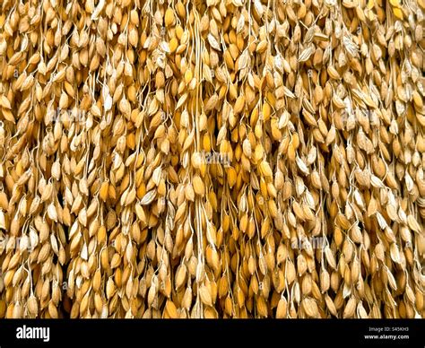 Close up of rice grain background Stock Photo - Alamy