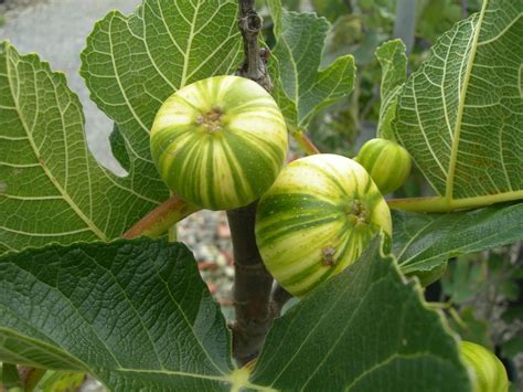 Ficus Carica Panachee Fico Tigre