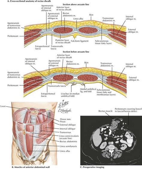 Anatomy Of The Abdomen