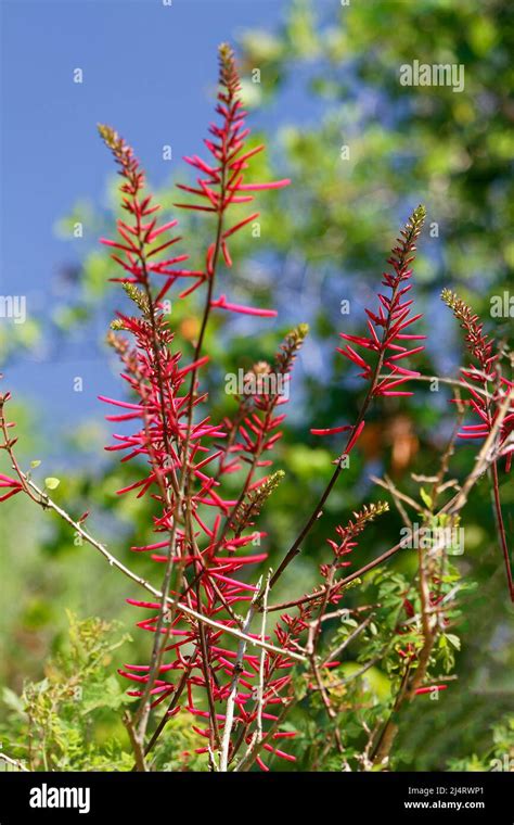 Coral Bean Wildflower Scarlet Red Spikes Erythrina Herbacea