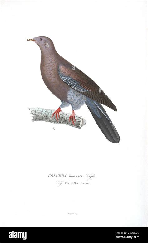 endemic pigeon  res stock photography  images alamy