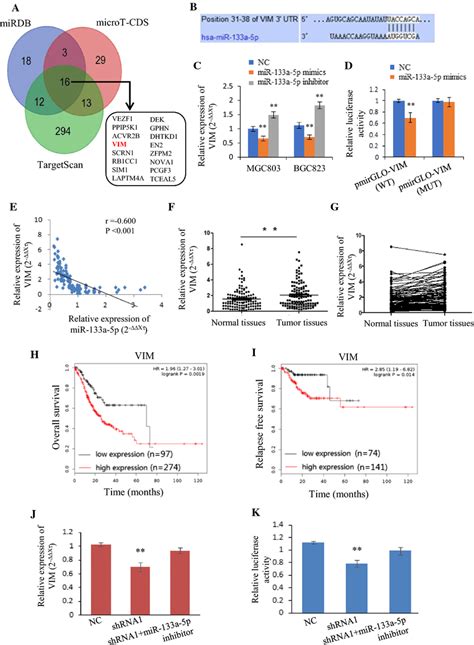 Vim Is The Target Gene Of Mir A P And Is Regulated By Linc A