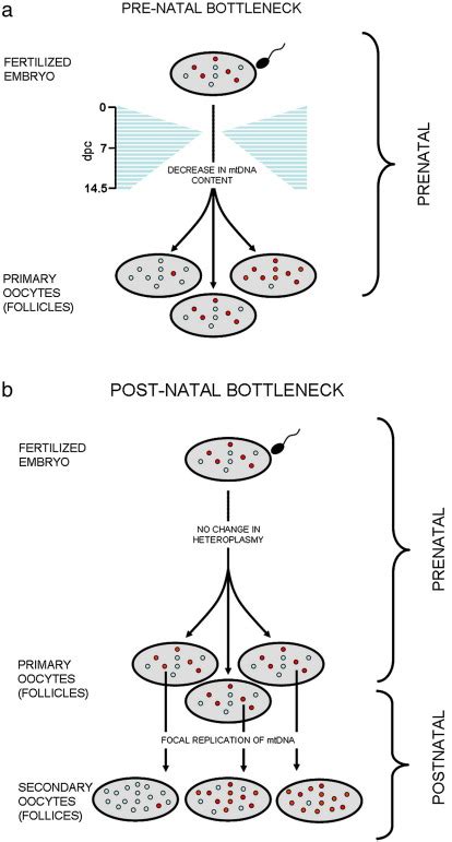 Models Of The Mitochondrial Genetic Bottleneck Adapted From [52] Download Scientific Diagram