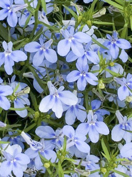 Lobélie Hot Water Blue Lobelia erinus Hot Water Blue Le Jardin du Pic Vert