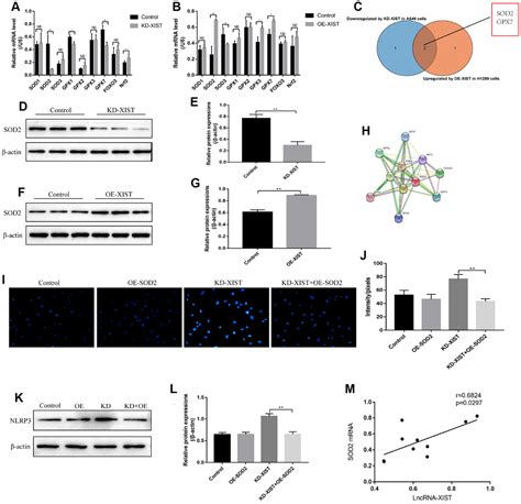 Downregulation Of Lncrna Xist Inhibited Development Of Non Small Cell