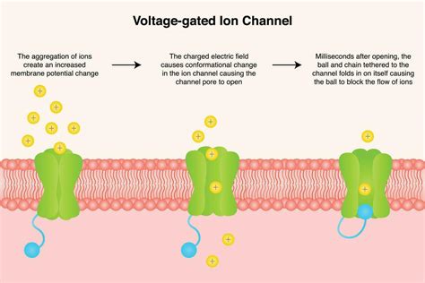 Voltage Gated Ion Channel Diagram 11972575 Vector Art At Vecteezy