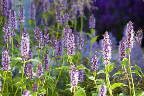 Agastache Black Adder Giant Hyssop