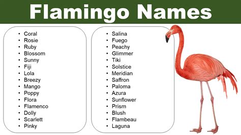 Flamingo Names: Naming Ideas for Your Flamingo - Pet Names Vocab