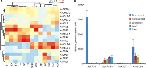 The Gene Expression Patterns Of Tps In A Carmichaelii A Heat Map Of