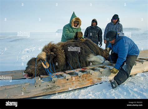 Inuit jagd Fotos und Bildmaterial in hoher Auflösung Seite 2 Alamy