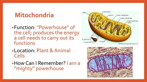 Do Plants Have Mitochondria - Asking List