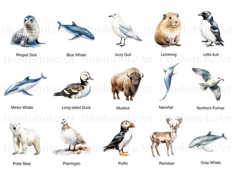 Cute Arctic Animals, Watercolor Hare, Wolf, Polar Bear, Penguin Clipart ...