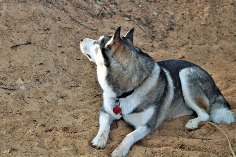 Siberian Husky Lying In Sand Free Stock Photo Public Domain Pictures