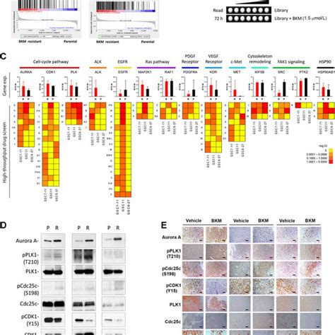 Integration Of Genomic Data Analysis And High Throughput Drug Screening Download Scientific