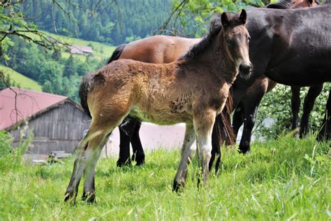 Edelweiß Noriker Stute 2023 Braun Pferd Austria