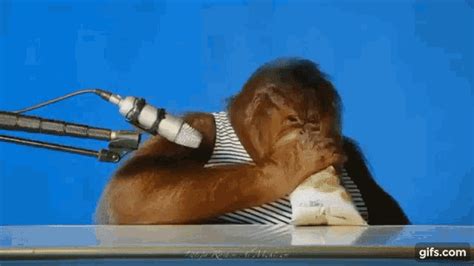 Orangutan Asmr Eating Orangutan Orangutan Asmr Eating Orangutan