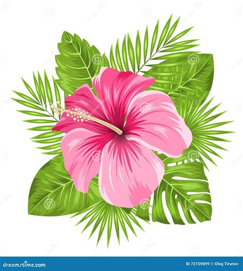 hibiscus flowers cartoon 8