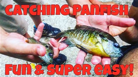 How To Catch Panfish Blue Gill Green Sunfish Simple And Effective