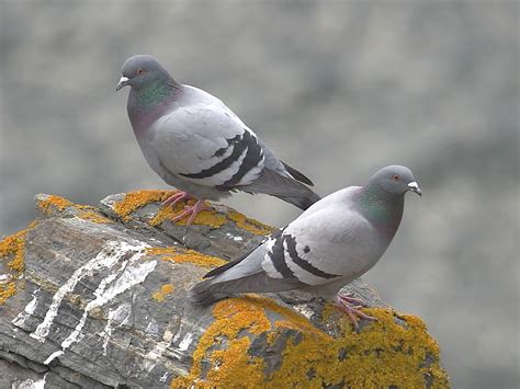 Rock Dove Bird Kabutar Pics Hd Wallpapers