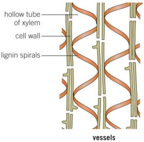 1.5 Xylem Cells Diagram | Quizlet