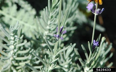 Lavandula angustifolia (English lavender): Go Botany