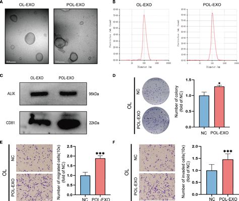 Frontiers High Metastatic Melanoma Cells Promote The Metastatic