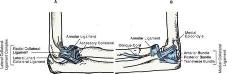 Radial Collateral Ligament Of The Elbow WikiSM Sports Medicine Wiki