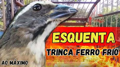 Levante Seu Trinca Ferro Melhor V Deo Para Esquentar Trinca Ferro