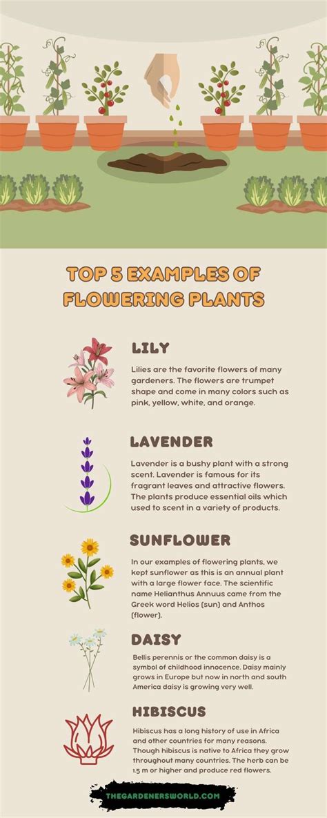 10 Examples Of Flowering Plants - The Gardeners World