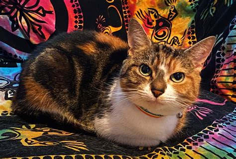 Katze Kaliko Haustier Kostenloses Foto Auf Pixabay Pixabay