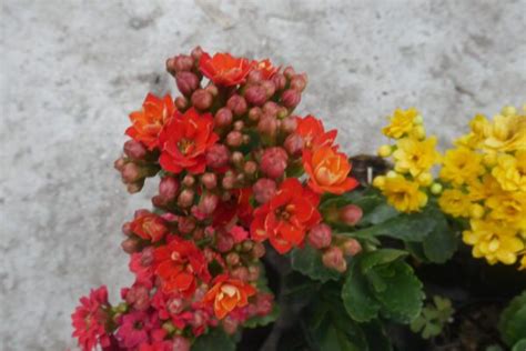 Kalanchoe Delights Shop Kalanchoe Flowers At Frek Online Frek