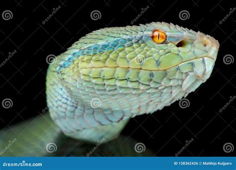 Philippine Pit Viper Trimeresurus Flavomaculatus Female Royalty-Free ...