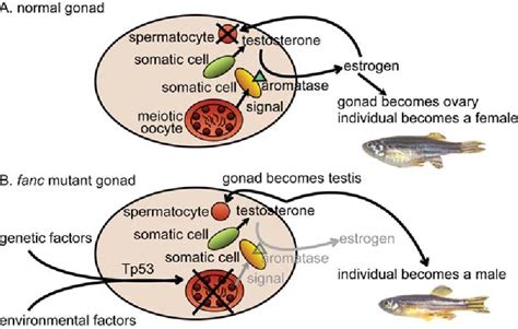 Figure 3 From The Role Of Fanconi Anemiabrca Genes In Zebrafish Sex